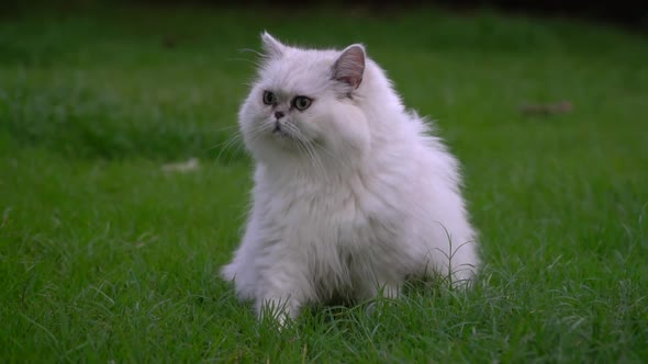 Cute Persian Cat Sitting And Looking In The Park