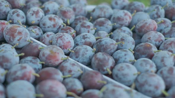 Rippened Plums in a Box Closeup