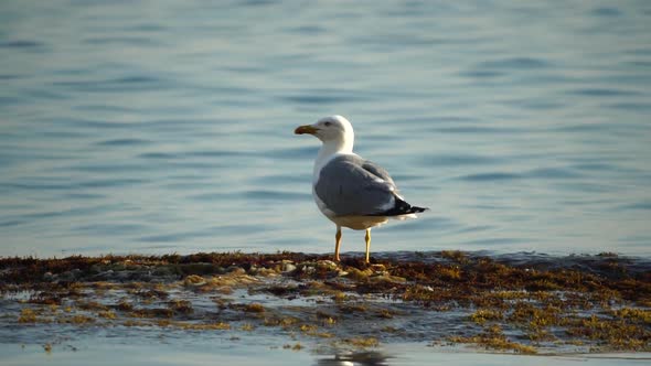 Slow Motion Closeup Shot of a Seagull on the Rock Against Calm Sea