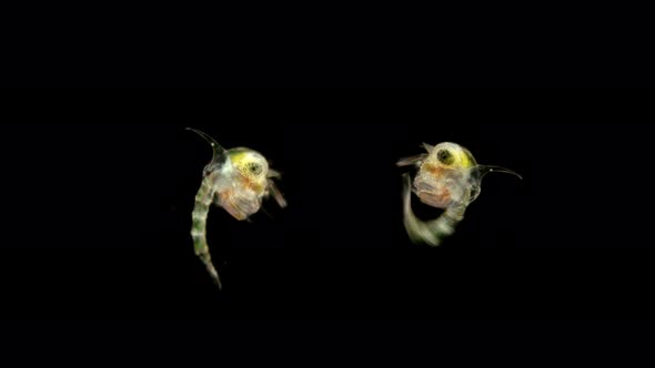 The Crab Larva Under the Microscope, Called Zoea, Lives As a Part of Plankton