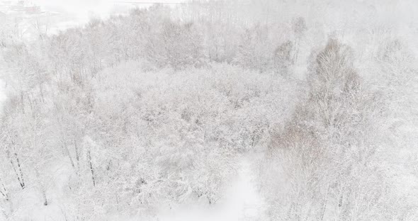 Aerial Video of a Winter Forest