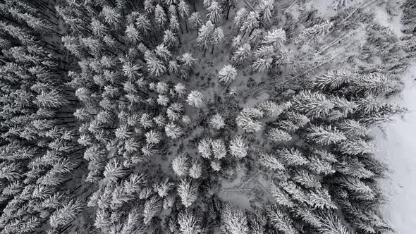Aerial Flying over Mountain Winter Pine Forest