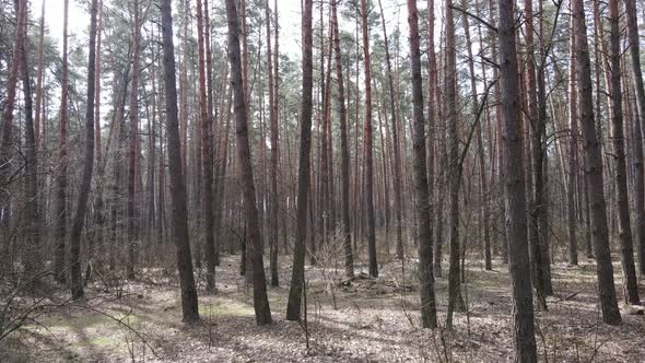 Forest Landscape Aerial View Slow Motion