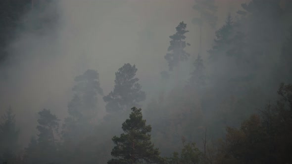 Fire in the forest. Strong fire and mist in the forest