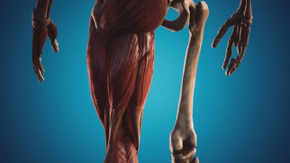 Muscular and Skeletal System of Human Body alt