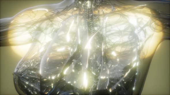 X-Ray Image Of Human Body alt