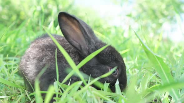 Charming Little Dark Rabbit Eats Fresh Juicy Young Grass on a Green Sunny Meadow