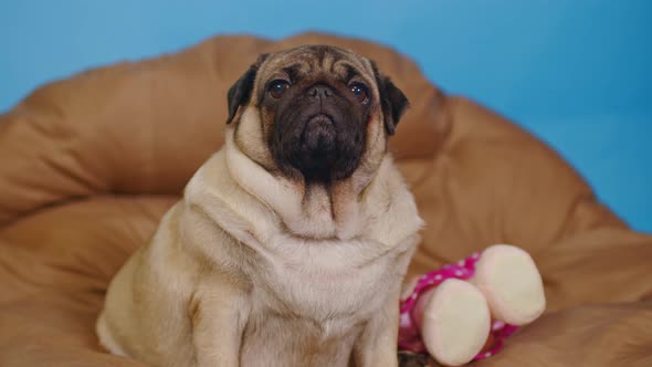 Cute pug on large pillow.