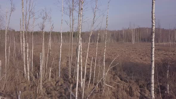 Birch Trees