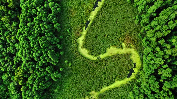 Green algae on river in spring. Aerial view of wildlife.