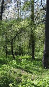 Vertical Video of Green Forest During the Day