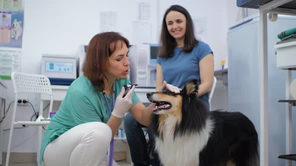 Vet Doctor Checking Ears of Dog with Otoscope