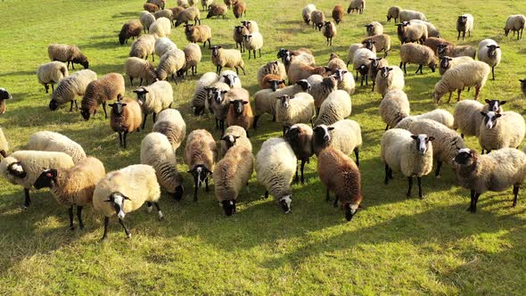 Herd of beautiful sheep outdoors. 