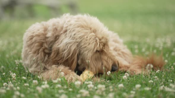 Light Brown labradoodle chewing on dog bone in a grass field