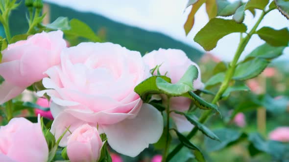 Beautiful delicate picturesque bush blooming roses on a summer day in the park. Rose garden.