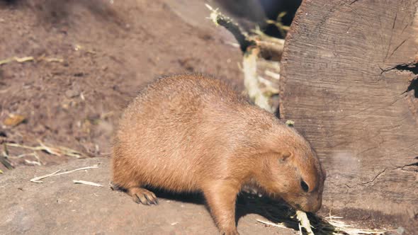 Black-tailed prairie dog, eating bark from a branch, sunny, summer day - Cynomys Ludovicianus - Stat