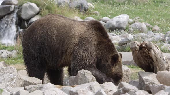 Ravens fly off rocks as bear rolls them over looking for food