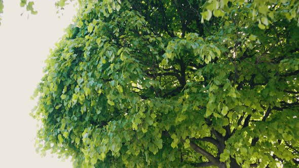 Sunlight Tries to Break Through Branches with Green Leaves