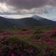 Splendid landscape in sunny summer day with pink rhododendron flowers. - VideoHive Item for Sale