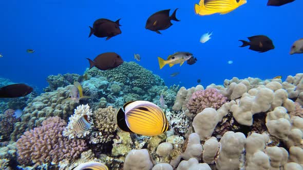 Tropical Fish Underwater