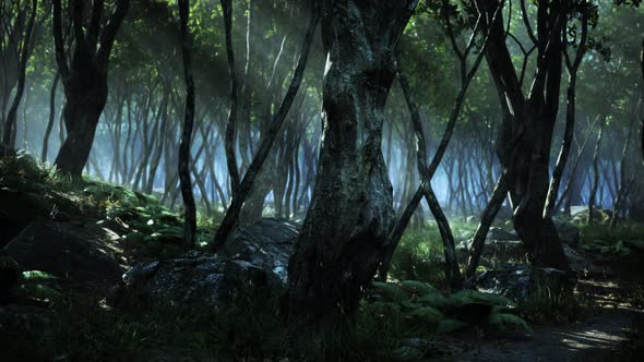 Creepy Mystic Magic Deep Forest alt