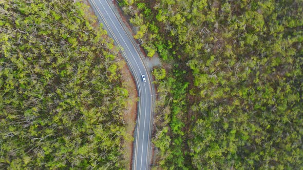A Drone Monitors a Car Driving on an Asphalt Road in the Forest at Dawn