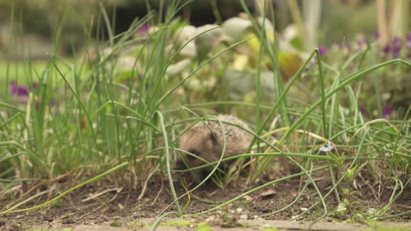 Cute European Hedgehog Walking Between Chive Herbs In The Garden - close up