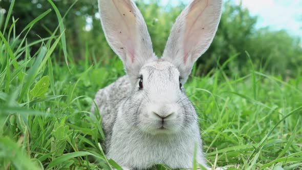 Cute Fluffy Light Gray Easter Bunny Sits on a Green Meadow in Sunny Weather Closeup