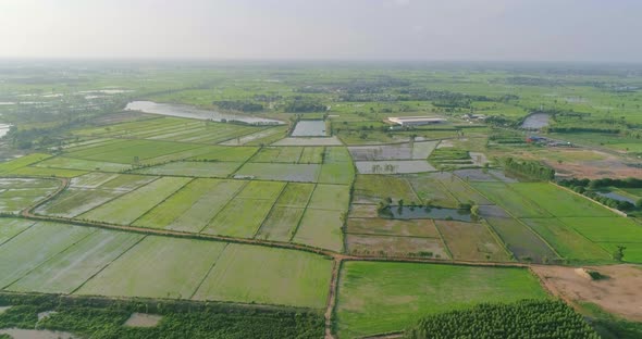 aerial view flying green rice farm