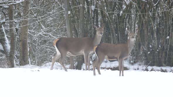 Two deer standing in the snow