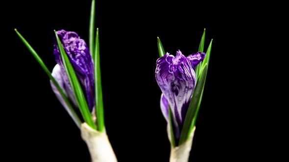 Purple Crocus Flower Opening and Wilting in Time Lapse on a Black Background