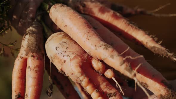 Farmer Twirls Bunch of Fresh Ripe Orange Carrots in the Ground with Their Tops