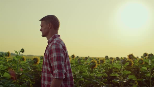 Farmer Going Sunflower Field on Sunset