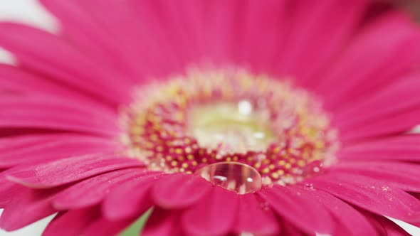 Extreme close up of a water drop on a gerbera