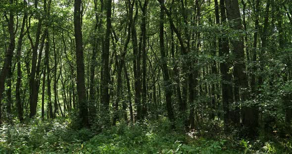 The forest closed to the Chambon lake, Murol, Puy de Dôme, Auvergne, France