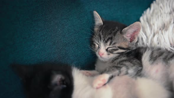 Portrait of Two Small Sleepy Kittens on a Pillow