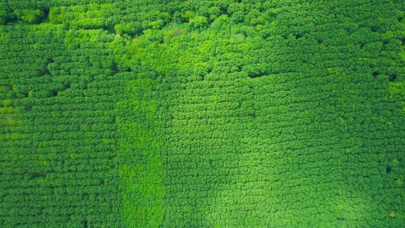 Beautiful tropical rubber trees plantation. 4K