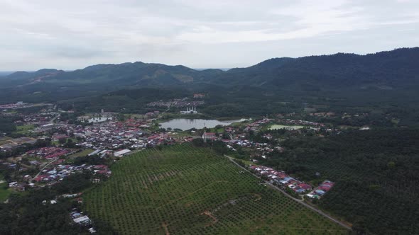 Aerial sliding over young oil palm plantation near a small town