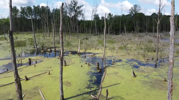 Aerial Going Down Into Swampy Area