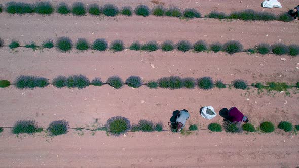 Farmers Harvest Lavender