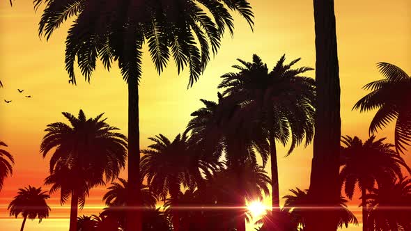 Palm Trees At Sunset