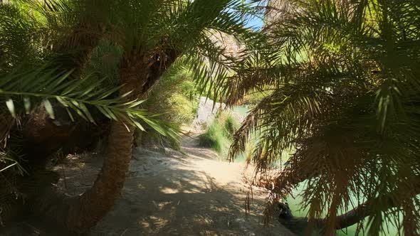 Walking in the Palm Forest. Crete Island, Greece