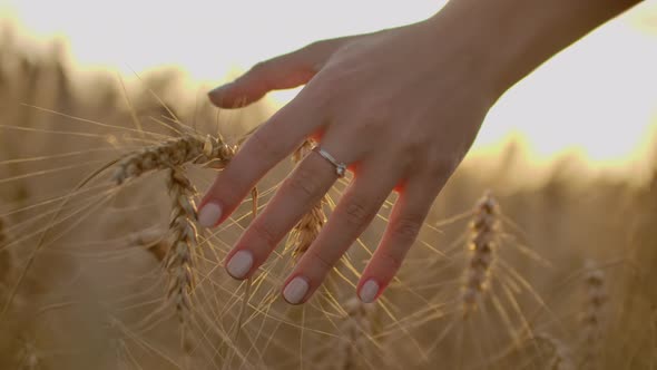 Female Farmer Walking Down the Wheat Field in Sunset Touching Wheat Ears with Hands Agriculture