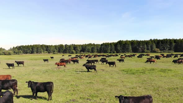 in Meadow on Green Grassy Field Many Brown and Black Pedigree Breeding Cows Bulls are Grazing