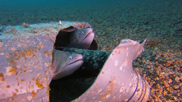 Geometric Moray Gymnothorax Griseus