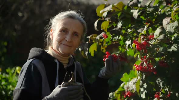 Happy Beautiful Senior Woman is Holding Red Berries of Guelder Rose or Viburnum and Showing Them in