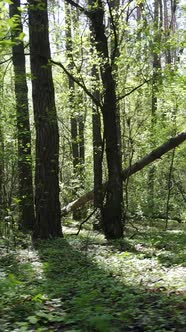 Vertical Video of Green Forest During the Day