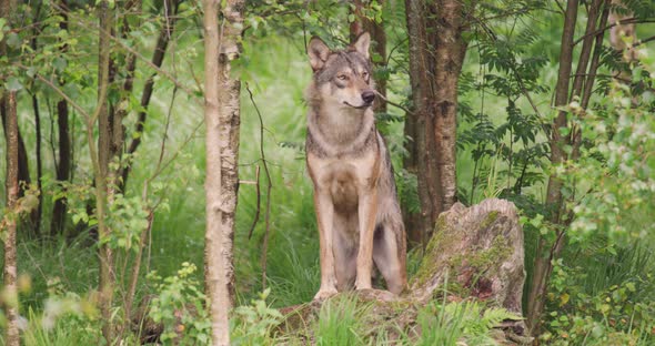 Large Grey Wolf Looking After Rivals and Danger in the Forest