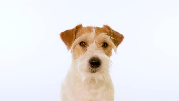 Portrait of a red muzzle of a dog Jack Russell Terrier breed. Isolated on white background
