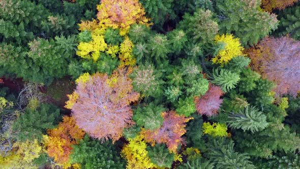 Aerial view of mountains and colorful trees